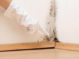 Best Asbestos and Lead Testing During Mold Inspection  in Wernersville, PA